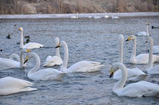 天鹅在线观看,云端共舞，探寻自然之美